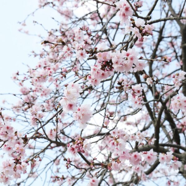 Baum mit rosa Blüten