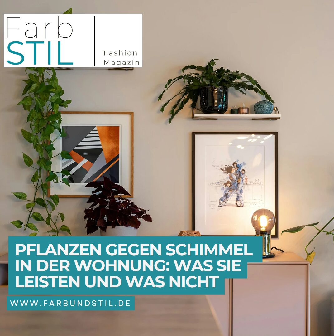 Pflanzen gegen Schimmel in der Wohnung Was sie leisten und was nicht Pflanzen gegen Schimmel in der Wohnung Was sie leisten und was nicht