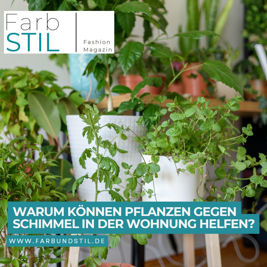 Warum können Pflanzen gegen Schimmel in der Wohnung helfen?