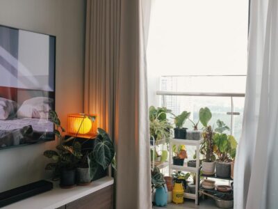 pflanzen gegen schimmel in der wohnung