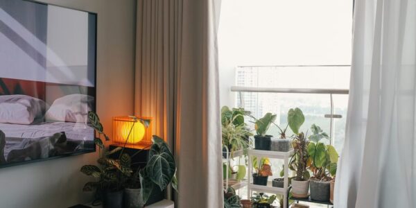pflanzen gegen schimmel in der wohnung